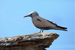 Brown Noddy